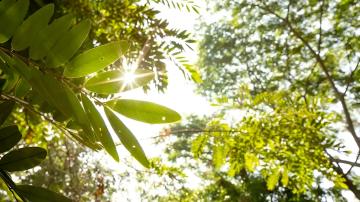 Assetz-Leaves-Lives-RowHouses-Green-View-min
