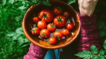 Assetz-Earth-Essence-Oganic-Farm